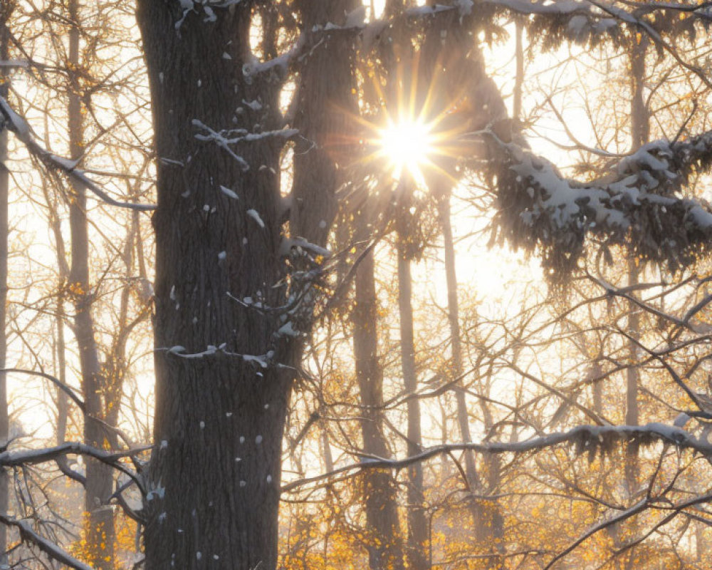 Snowy forest with sunlight and snowflakes in golden glow