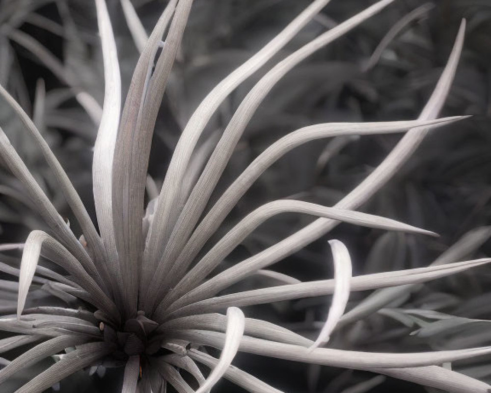 Monochrome image of plant with long, slender leaves and blurred background