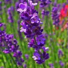 Colorful purple and blue flowers on blurred green and orange backdrop