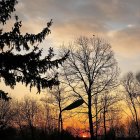 Sunset watercolor painting: trees and plants silhouettes against warm orange and cool blue sky.