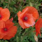 Vibrant painting of red poppies in greenery against blurred background