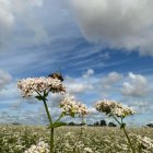 Solitary Figure Walking to White Farmhouse in Golden Fields