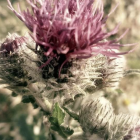 Vibrant purple thistle flower in full bloom with buds and green foliage on soft-focus background