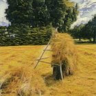 Person in Hat and Cape Near Tree in Golden Field with Path