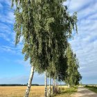 Colorful painting of slender birch trees in early autumn landscape