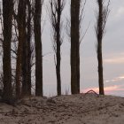 Bare tall trees in stony landscape under tranquil sunset