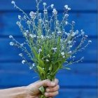 Bouquet of white flowers held against blue background with water droplet details