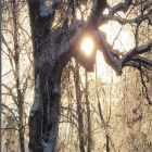 Snowy forest with sunlight and snowflakes in golden glow