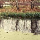 Trees Reflected in Water: Impressionistic Painting with Vivid Light and Color