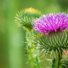 Blooming purple thistle flower with green buds on soft background