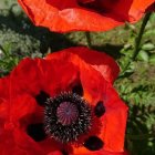 Bright red poppies with dotted petals on dark green backdrop