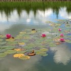 Pink water lilies and green pads on tranquil pond with soft-focus reed background.