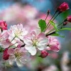 Delicate pink roses in watercolor against blue background