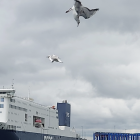 Sailing ships near shore with seagulls under cloudy sky