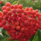 Ripe Red Lychee Fruits Among Green Leaves