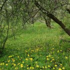 Solitary figure in lush meadow with flowers and leafless trees