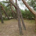 Lush forest scene with tall pines, slanted trunks, pink flower-lined path, and