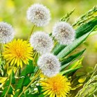 Yellow Dandelion Flowers Painting on Green Background