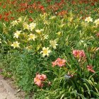 Colorful Butterflies Fluttering Around Blossoming Flowers on Vibrant Background