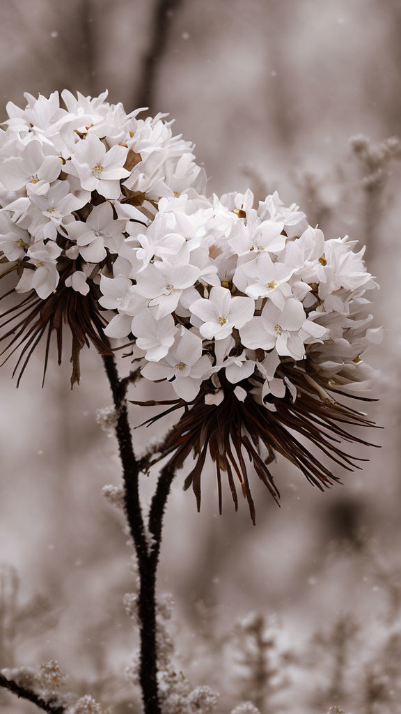 White flowers with brown stem on soft bokeh background in earthy tones