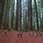 Tall Trees in Forest with Ground Fire and Smoke