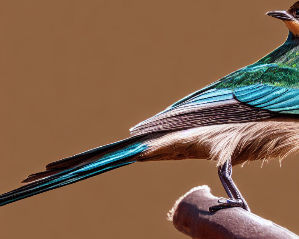 Vibrant Rolland's superb starling with glossy blue and orange plumage on a branch