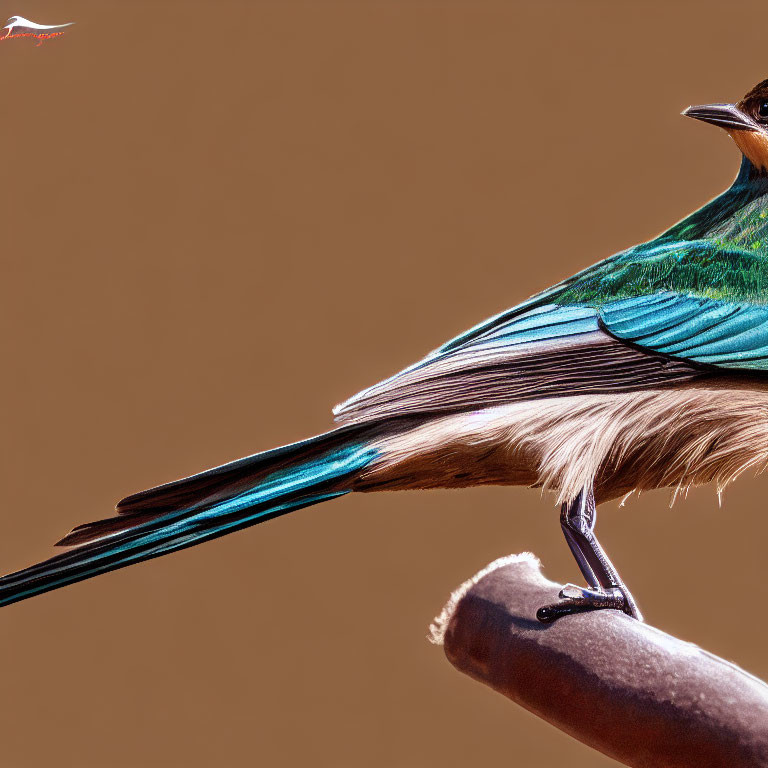 Vibrant Rolland's superb starling with glossy blue and orange plumage on a branch