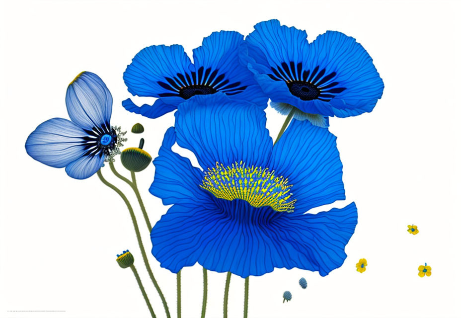 Detailed digital artwork of vivid blue poppies with textured petals and yellow/black centers on a white backdrop