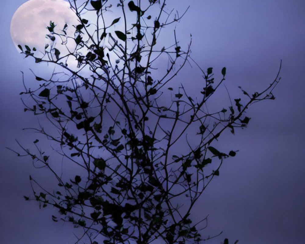 Moonlit night: Silhouetted tree branches over calm sea