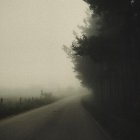 Misty forest with tall trees and winding road