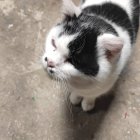 Striking Blue-Eyed Black and White Cat on Textured Surface