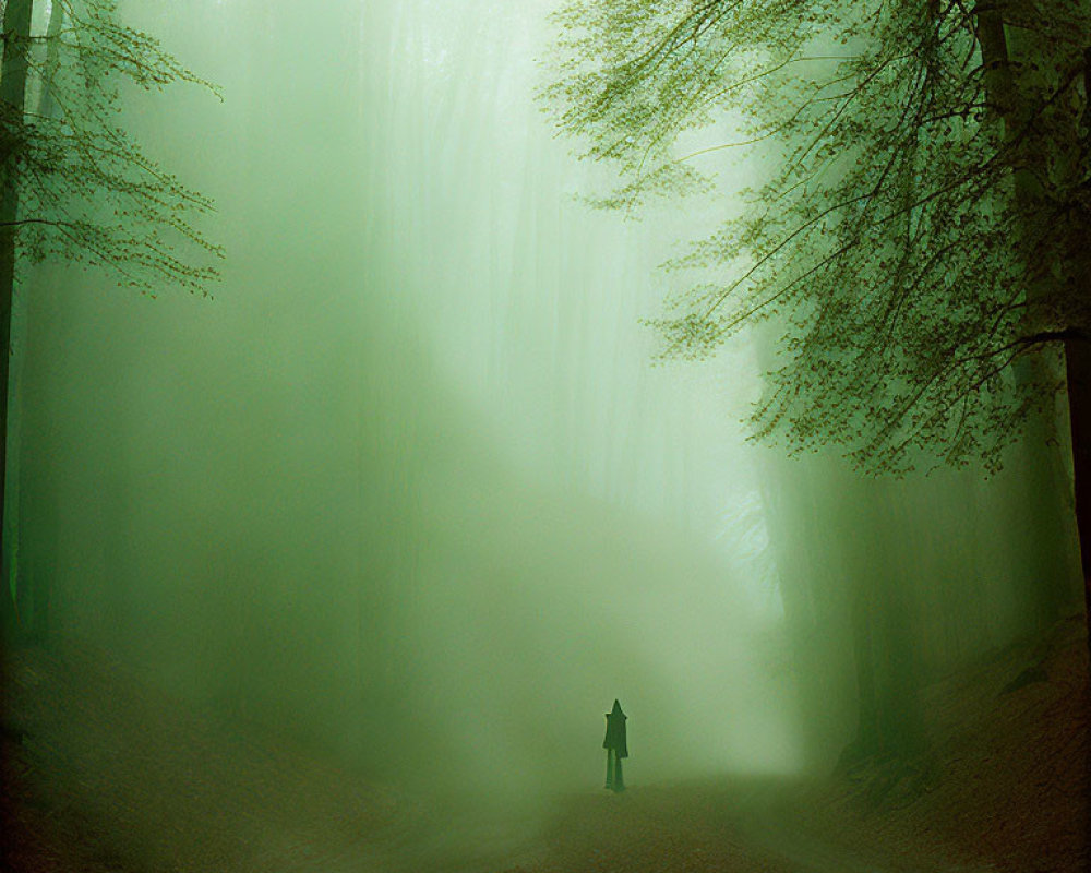 Mysterious figure in foggy forest with towering green trees