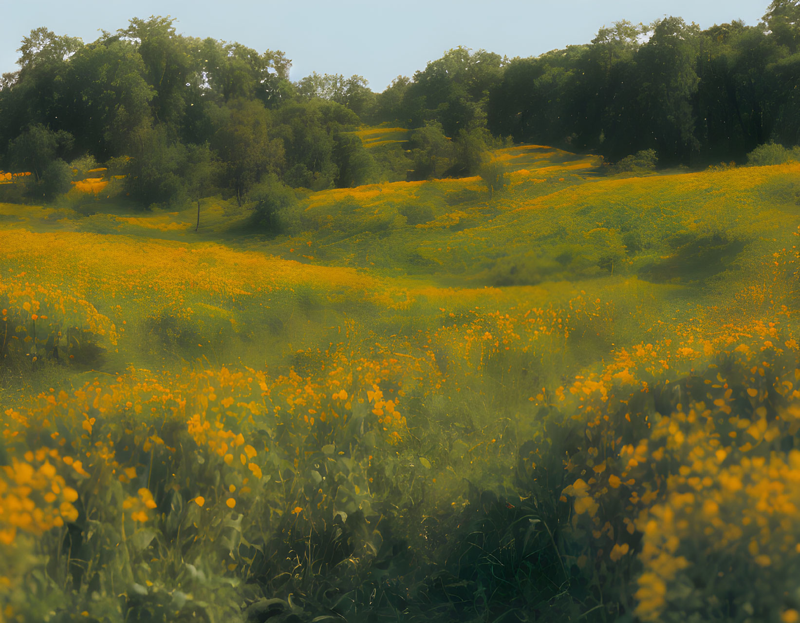 Scenic landscape with rolling hills and wildflowers