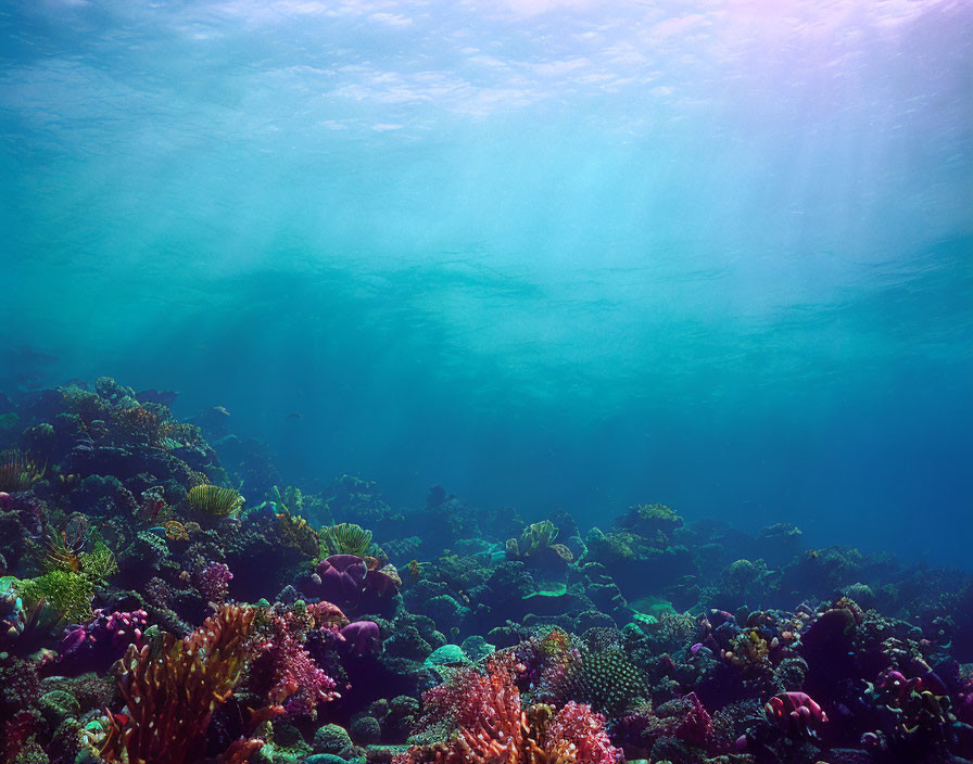 Colorful Coral Reef in Clear Blue Ocean with Sunlight Filtering Through