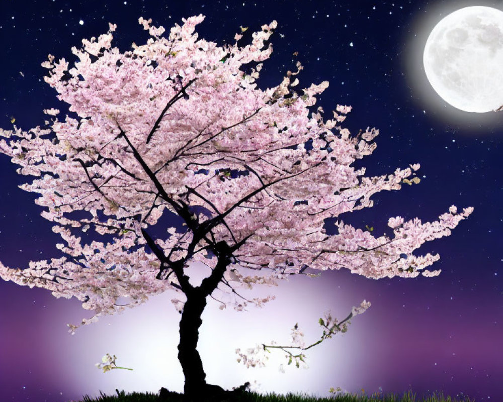 Cherry Blossom Tree in Full Bloom Under Night Sky