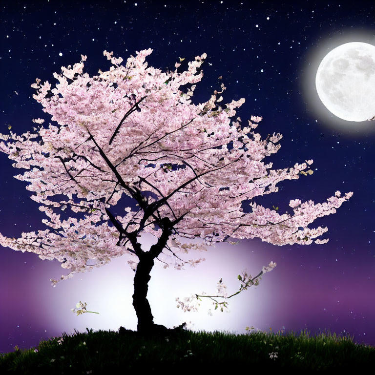 Cherry Blossom Tree in Full Bloom Under Night Sky