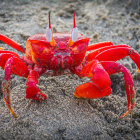 Red Robotic Crab Among Jagged Mountains in Glowing Sky