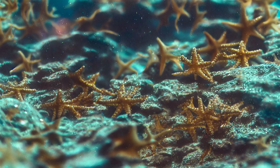 Multiple Starfish on Rocky Underwater Surface with Floating Particles in Blue Water