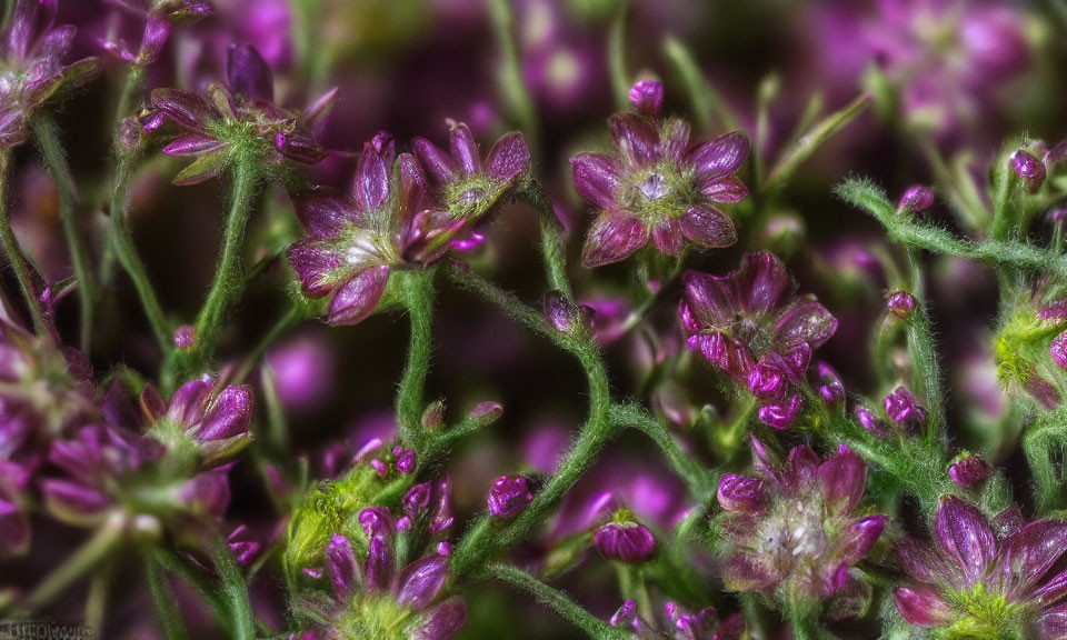 Detailed Close-Up of Vibrant Purple Flowers with Green Stems