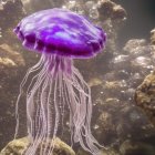 Translucent purple jellyfish with luminous tentacles near coral surface