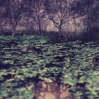 Tranquil Pond with Green Lily Pads and Pink Water Lilies