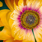 Vibrant yellow and pink gerbera flower with dewdrops close-up.