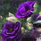 Purple Eustomas and White Baby's Breath in Glass Vase on Moody Background