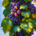 Vibrant grapevine illustration with dark grapes and pink flower