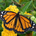 Colorful Butterfly Digital Painting with Yellow, Blue, and Red Wings resting on Flowers