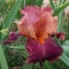 Pink and Purple Iris Flower with Green Foliage and Purple Flowers
