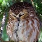 Colorful Owl with Heart-Shaped Face Pattern Perched Among Green Leaves and Pink Flowers