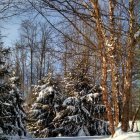 Snow-covered trees, glowing lights, and cozy cabin in serene winter scene