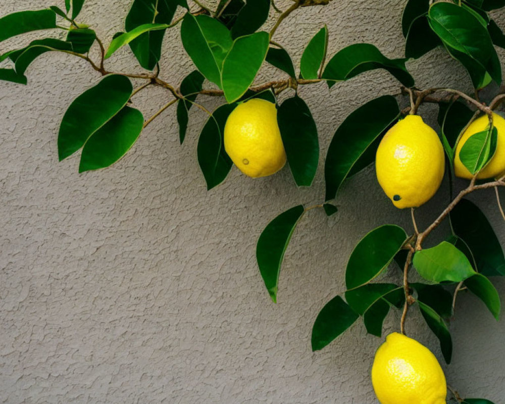 Vibrant yellow lemons on green branch against gray wall