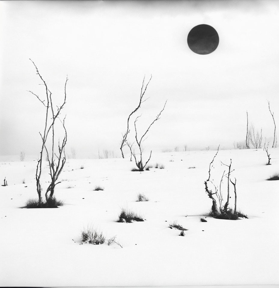 Monochrome winter landscape with barren trees and moon-like object